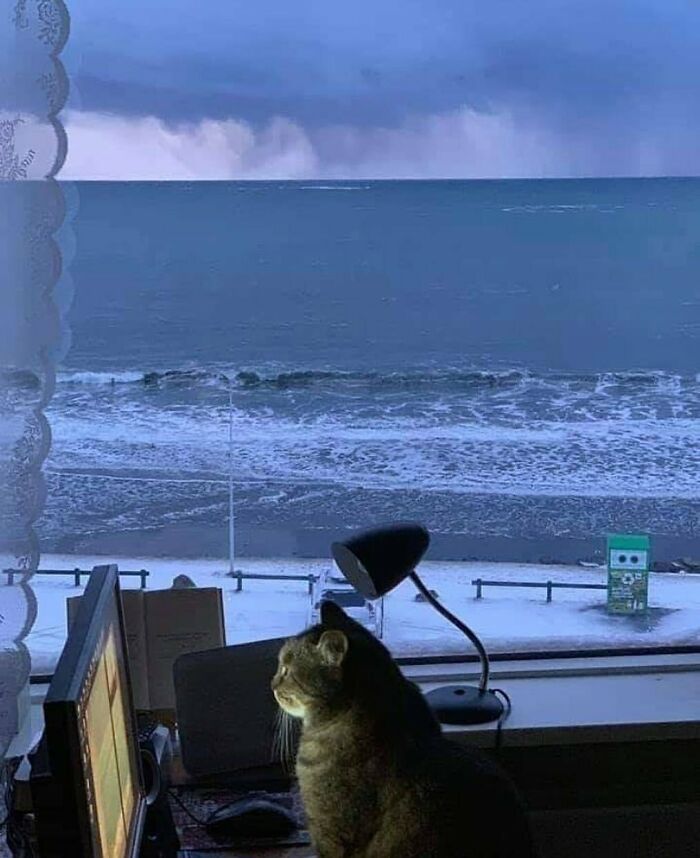 'Not My Animal': 40 Animal Pics That Just Don't Make Any Sense, As Shared On This Instagram Account