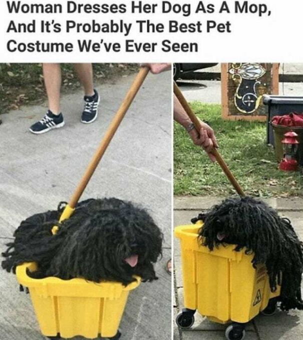 15 Of The Cutest Dog Memes