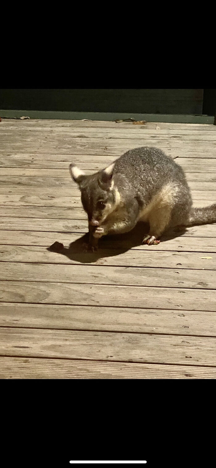 Little Possum!