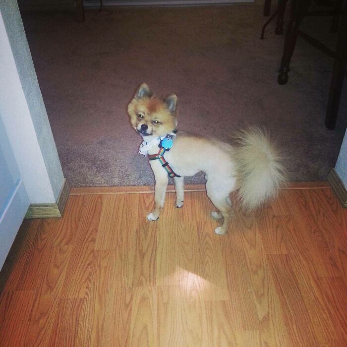 Damn They Did Moose All Kinds Of Wrong With This Haircut