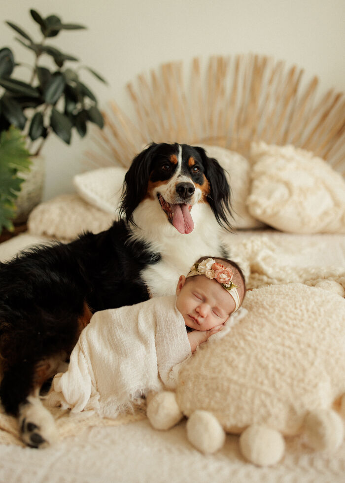 I Love Taking Photos Of Newborn Babies And Their Dogs (10 Pics)