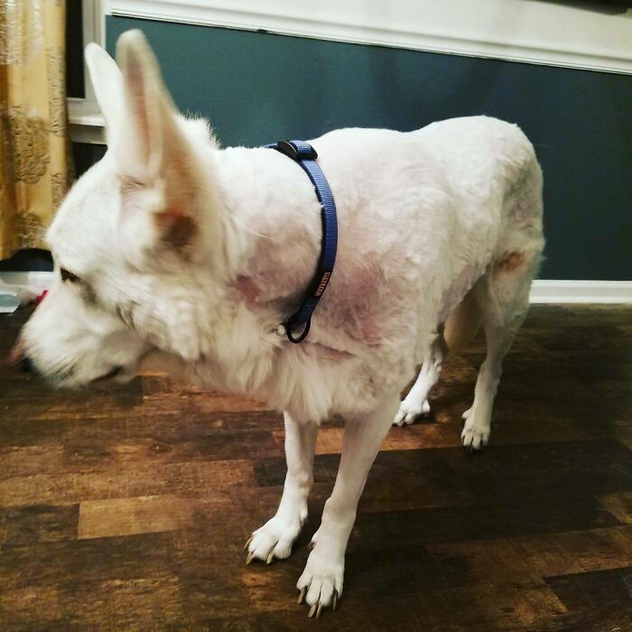 Josh Watched A Youtube Video And Now He Is An Expert Dog Groomer. I Will Rent Out His Services For 200 An Hour