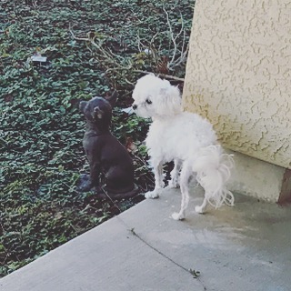 Don't Ask About His Haircut, Hubby Thought He Could Groom Him