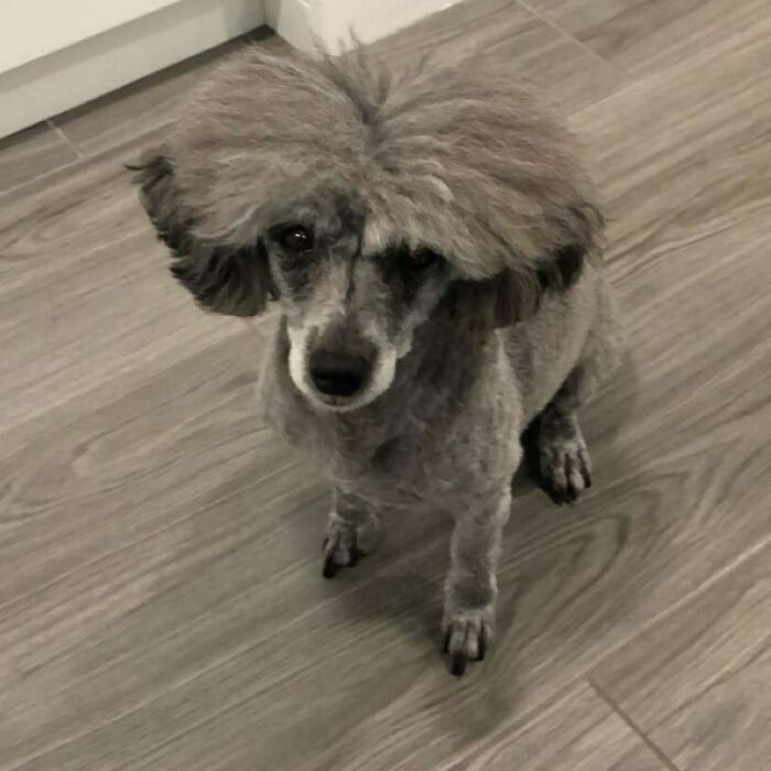 Just A Trim She Says, I’ll Only Cut The Ends She Says