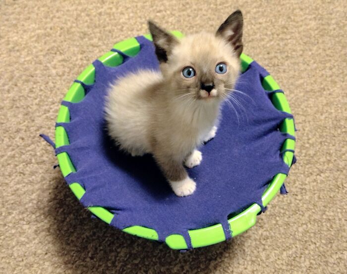 Link, My Foster Fail