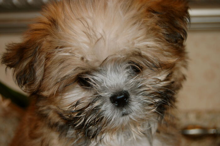 Oliver When He Was A Tiny Puppy; 12 Years Old Now And Still Just As Cute!