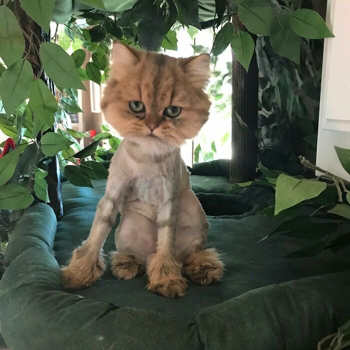 "Hoy me he cortado el pelo. Estoy indeciso si voy a odiar a mi humano para siempre o sólo hasta que me crezca el pelo"