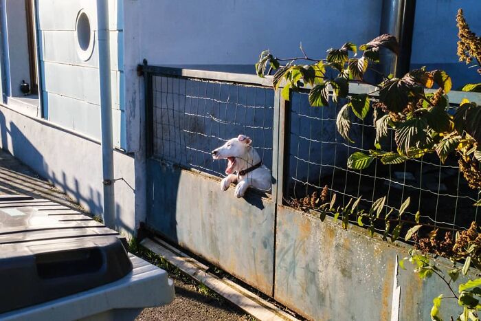 Belgian Photographer Captures Unusual Scenes Of Everyday Life