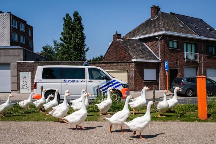 Belgian Photographer Captures Unusual Scenes Of Everyday Life