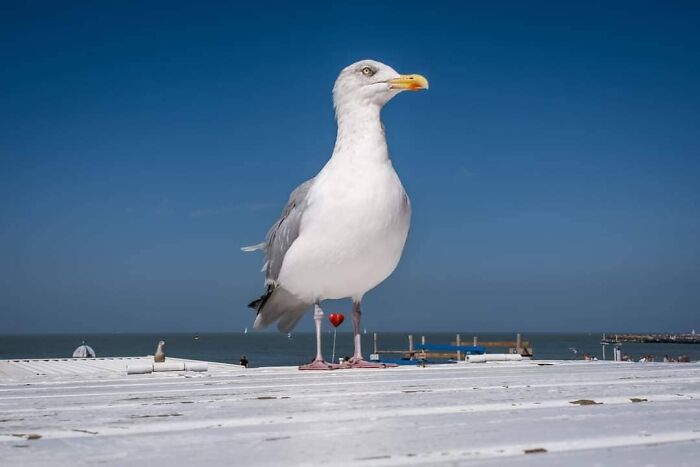 Belgian Photographer Captures Unusual Scenes Of Everyday Life