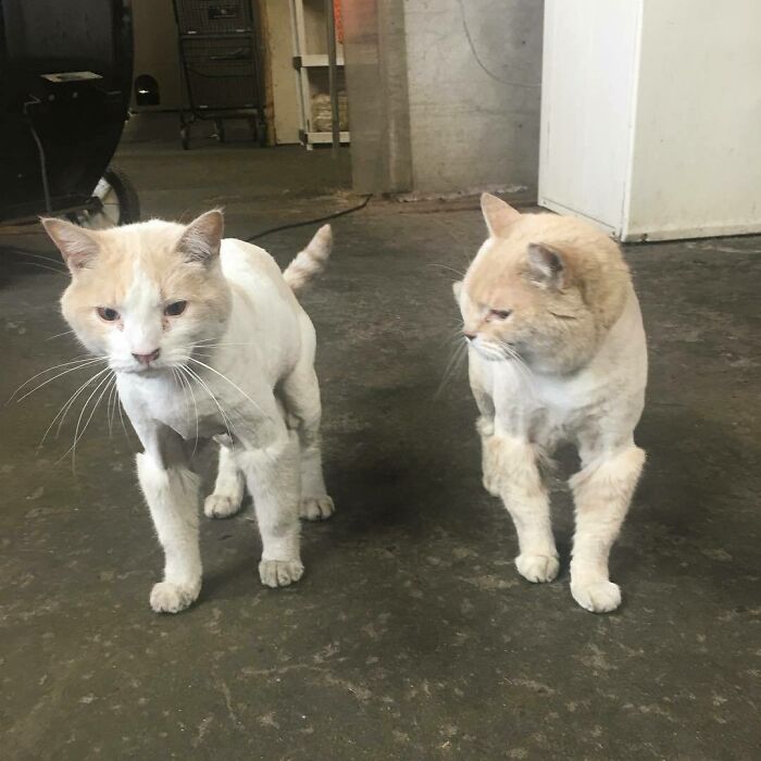 Los gatos del trabajo tienen un cultivo cercano para el verano y ahora parecen estar en una producción de teatro comunitario de "Cats"