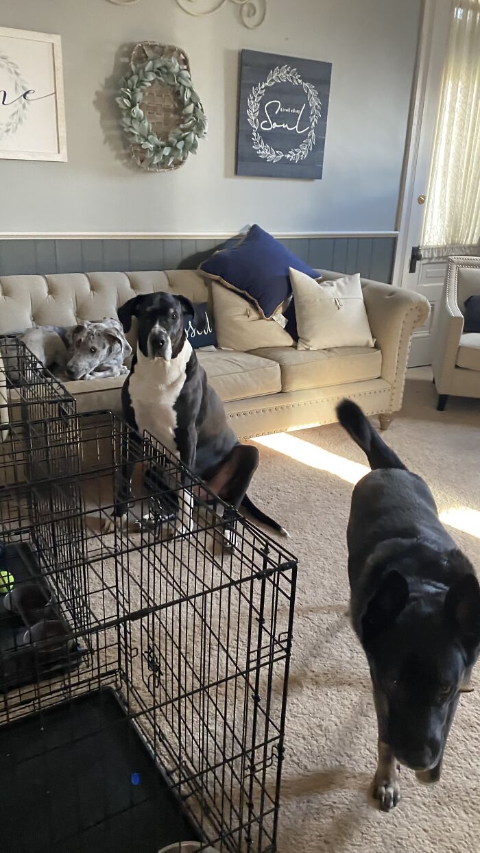 I Also Have A Husky. But I Don’t Have A Single Photo With All 4. Not To Mention The Fish