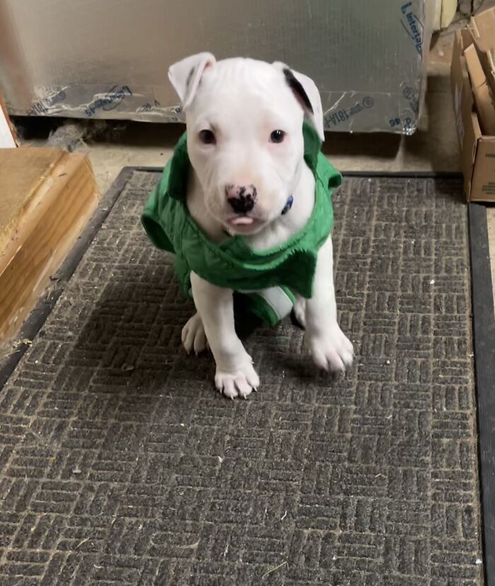 Baby Fenrir At 6 Weeks Raincoat Ready For His 1st Walk In The Rain