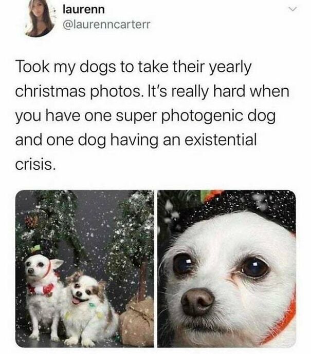 15 Of The Cutest Dog Memes