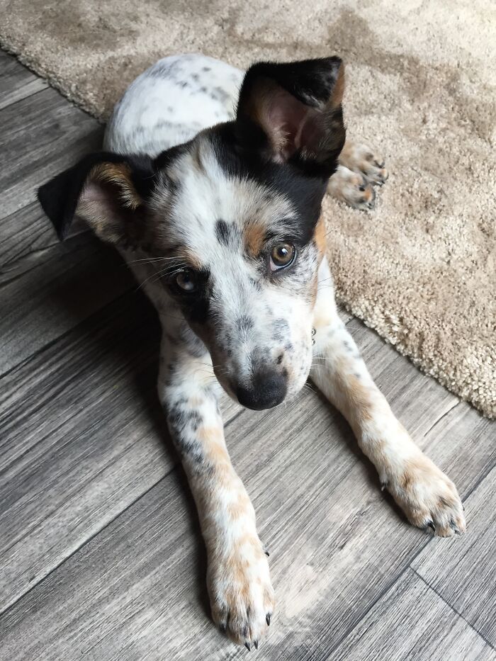 Hazel Baby At 8 Weeks Old Doing Her Perfect Selfie Pose