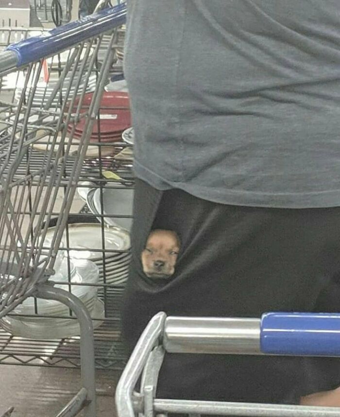 'Not My Animal': 40 Animal Pics That Just Don't Make Any Sense, As Shared On This Instagram Account