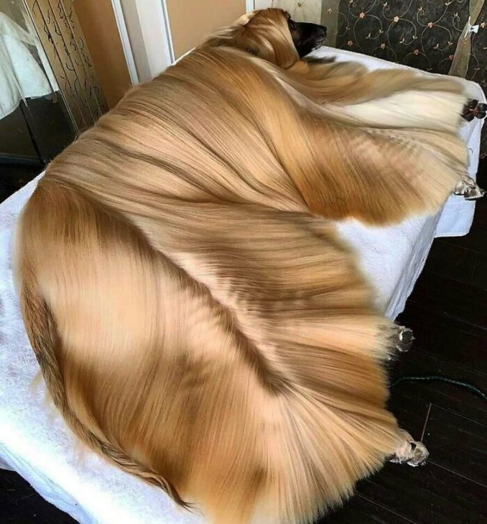 'Not My Animal': 40 Animal Pics That Just Don't Make Any Sense, As Shared On This Instagram Account