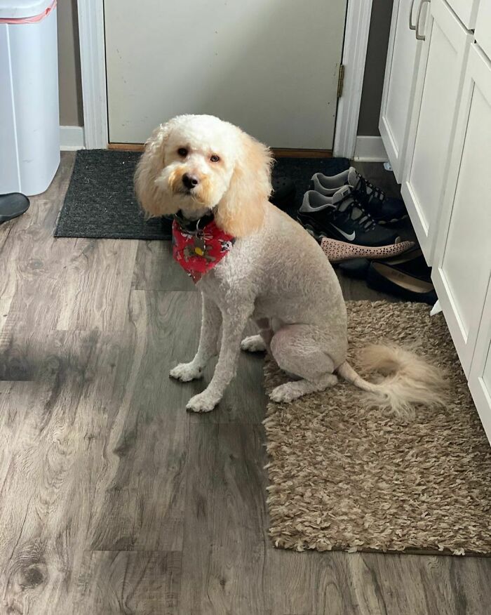 Look What The Groomer Did To Me This Morning