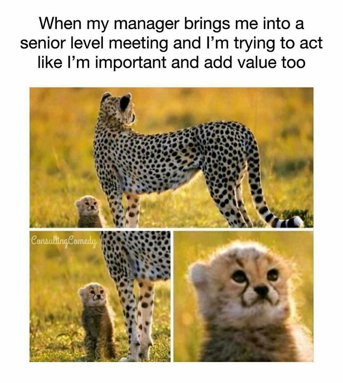 Young cheetah humorously compared to office life, standing by adult cheetah, reflecting corporate humor.