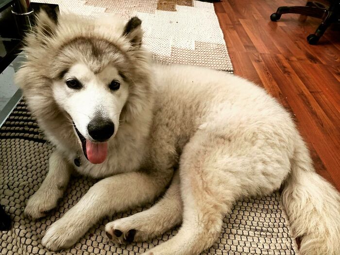 When The Groomer Gives Up After 10 Min... Mom Takes Over And Nails It