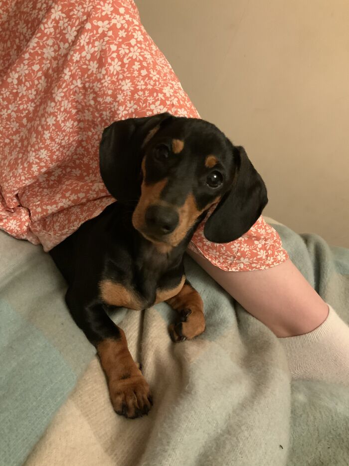 Our New Addition, Tansy From Dog’s Trust.