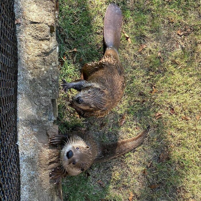 Buddies Sharing A Den