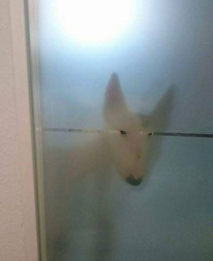 'Not My Animal': 40 Animal Pics That Just Don't Make Any Sense, As Shared On This Instagram Account