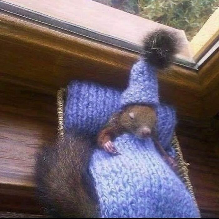 'Not My Animal': 40 Animal Pics That Just Don't Make Any Sense, As Shared On This Instagram Account