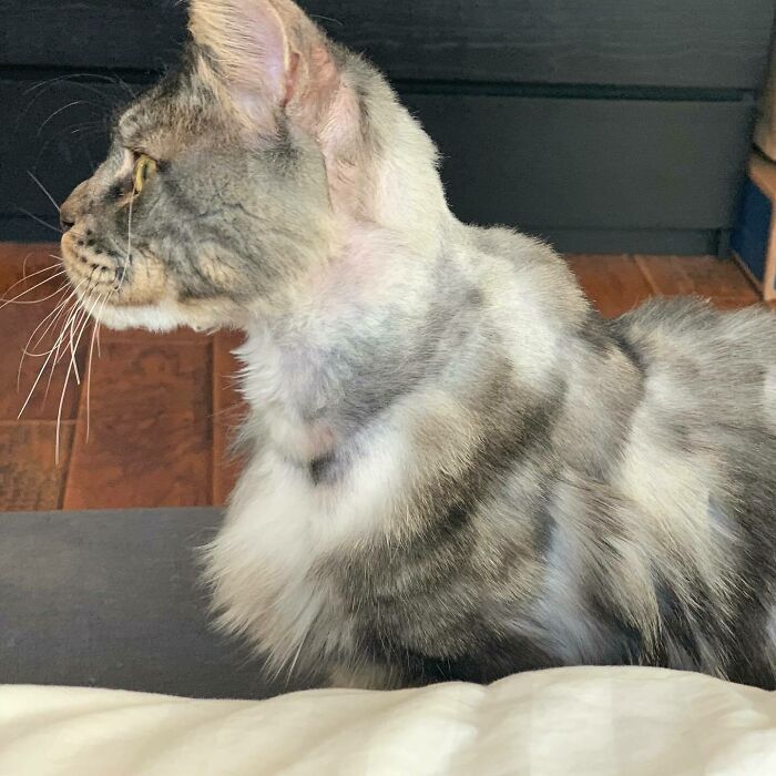 PSA: If You Need To Shave Your Cat, Pet Clippers And Beard Trimmers Are Not The Same Thing. This Haircut Is To Be Continued... Once The Clippers Deliver