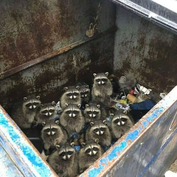 'Not My Animal': 40 Animal Pics That Just Don't Make Any Sense, As Shared On This Instagram Account