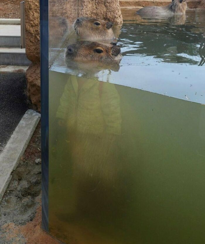 'Not My Animal': 40 Animal Pics That Just Don't Make Any Sense, As Shared On This Instagram Account