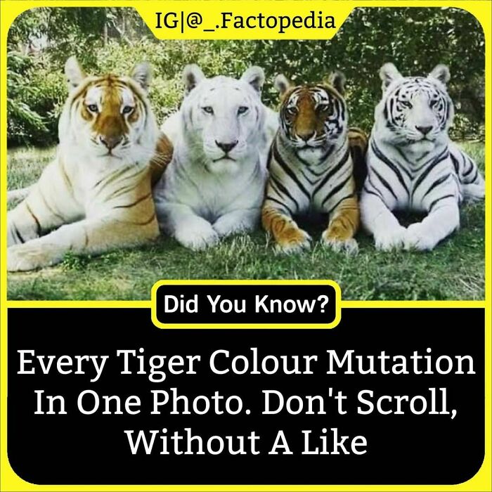 Four different tiger color mutations lying side by side on grass, showcasing unknown facts from the facts encyclopedia Instagram.