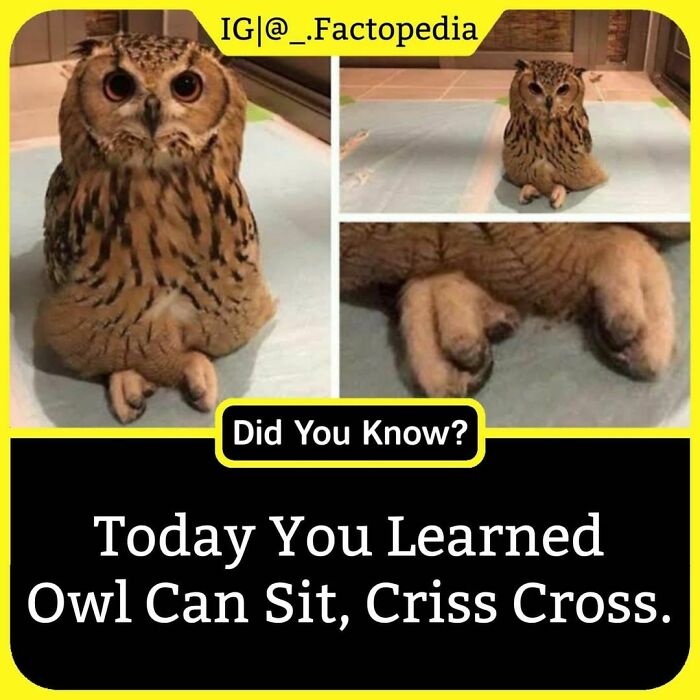 Owl sitting criss cross with feet crossed, shared by a facts encyclopedia Instagram account dedicated to unknown facts daily.