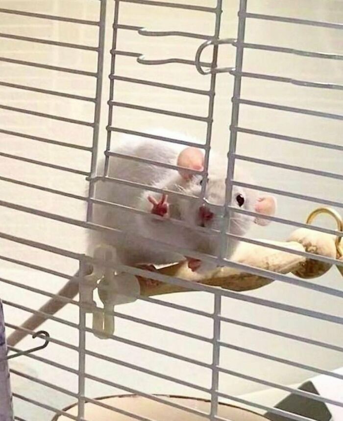 'Not My Animal': 40 Animal Pics That Just Don't Make Any Sense, As Shared On This Instagram Account