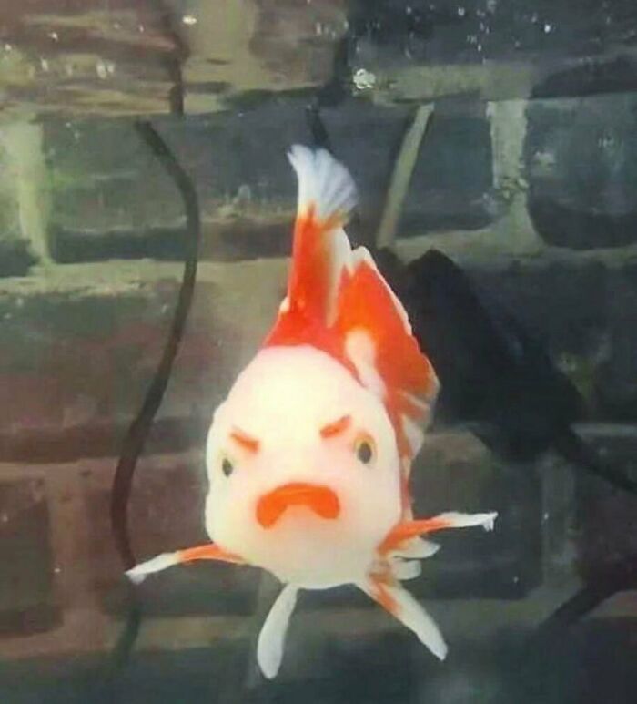 'Not My Animal': 40 Animal Pics That Just Don't Make Any Sense, As Shared On This Instagram Account