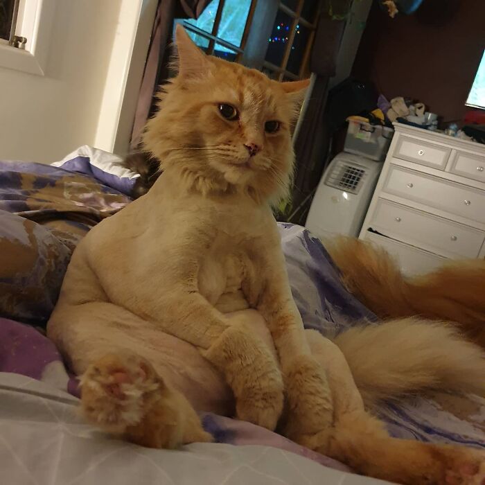 "No soy gordo es la forma en que me siento en el sofá"