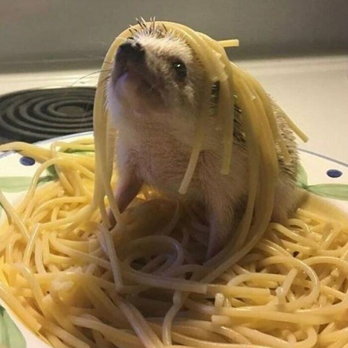 'Not My Animal': 40 Animal Pics That Just Don't Make Any Sense, As Shared On This Instagram Account