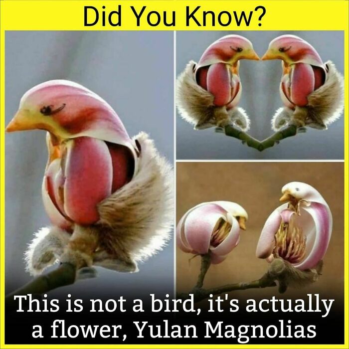 Close-up images of Yulan Magnolias flowers resembling birds, highlighting unknown facts daily from the facts encyclopedia Instagram.