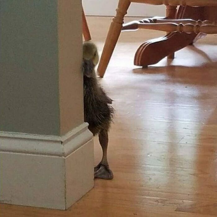 'Not My Animal': 40 Animal Pics That Just Don't Make Any Sense, As Shared On This Instagram Account