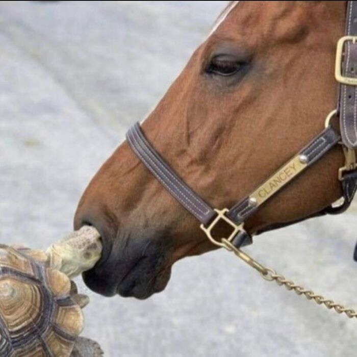 'Not My Animal': 40 Animal Pics That Just Don't Make Any Sense, As Shared On This Instagram Account