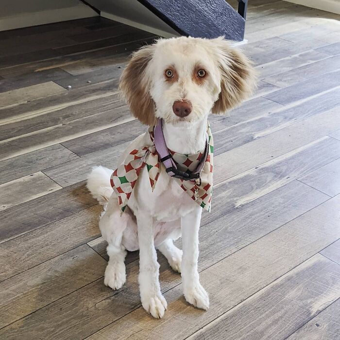 "I'd Like To Speak To The Manager" - Daisy. We Had A Bad Time At The Groomer's Yesterday