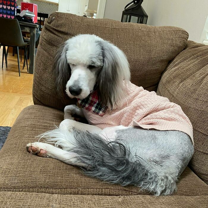 Had A Pretty Bad Experience With Groomer And She Shaved Her Bald! She’s Not Digging This New Look At All. Hopefully Her Floof Grows Back Soon