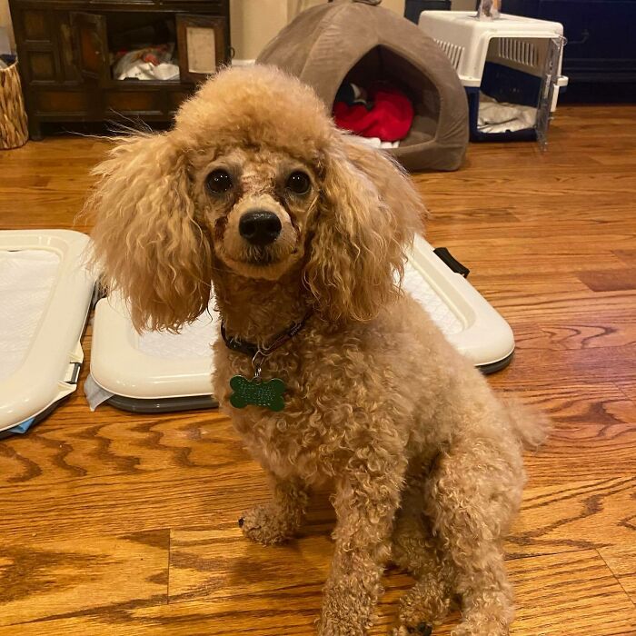 I Need Tips To Grow The Hair Faster