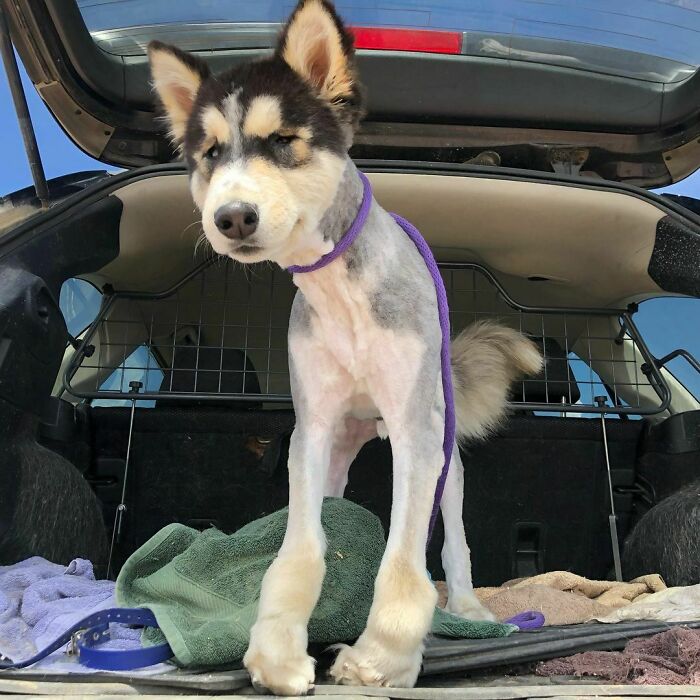 Cuando esa vida de "jugar en el estanque y revolcarse en las virutas de madera" es demasiado legítima para dejarla