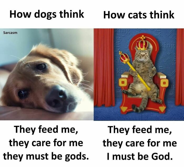 Sarcasm Only meme comparing dogs and cats' thoughts; dogs see owners as gods, cats see themselves as God.