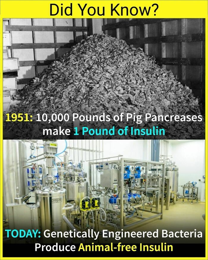 Black and white pile of pig pancreases and modern lab producing animal-free insulin with genetically engineered bacteria.