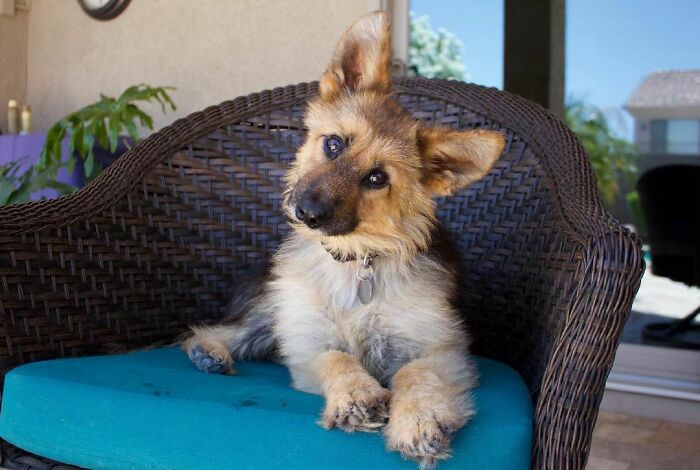 Ranger es un pastor alemán adulto con enanismo