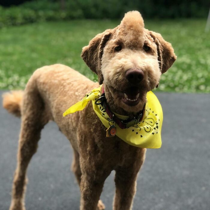 So, Um, Uh... Mom Says I Need A New Groomer