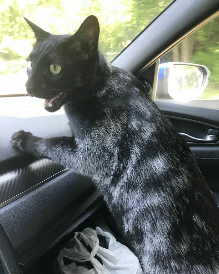 Mom Thought I’d Like A Car Ride Better If I Was Not In My Carrier. I Did Not