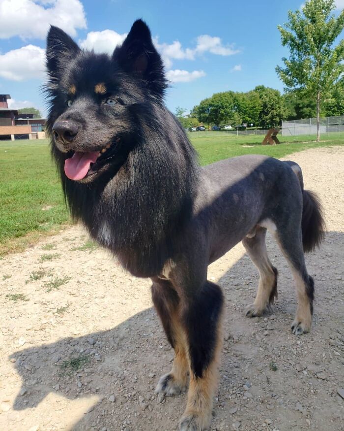 Corte de pelo recomendado por el veterinario